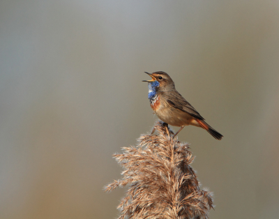 Vandaag vier Blauwborsten kunnen spotten, waaronder een enkeling aan het zingen was.