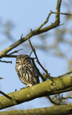 'S ochtends rond 09.00 uur achter in een tuin, kleine boomgaard. Zonnig weer. Ik vind uilen prachtige vogels en ben genteresseerd in hun leefwijze. Ik plaats de foto omdat ik denk dat ik de vogel goed en in een mooie compositie gefotografeerd heb.
