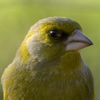 Het bijzondere van dit portret is dat de zon door zijn oog schijnt en een lichtvlek voor het oog geeft.