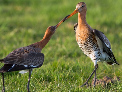 Balts of Ruzie?

Ik was 2 Grutto's aan het volgen die aan het foerageren waren dicht langs de weg. Zij gaven mij de gelegenheid om uit te stappen en zo een lager standpunt in te nemen. 

Plotseling vloog er een 3e Grutto op n van de Grutto's af en ze vlogen letterlijk een meter langs mij heen. Toen kwam er weer n terug en die stond heel alert in het gras, op korte afstand. Vervolgens ontstond er een gevecht op 3 meter voor me! Veren vlogen in het rond. 

Kort hierna leek alles rustig en begonnen de 2 Grutto's aan elkaars snavels te pikken/bijten. Dit ging erg lang door en ik kon dit volgen van hele korte afstand. 

Twijfel nog steeds of dit dus balts is of territorium gedrag? 

Voor mij een zeer unieke ervaring; de complete serie is op mijn website te vinden: JWH-i.nl