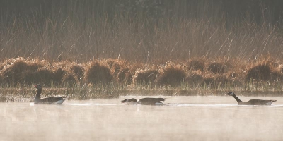 de canadese ganzen laten niet veel meer toe van deze grauwe gans. elke keer als hij maar iets te dicht bij kwam dan ging het tekeer. zo ging het de hele ochtend door.