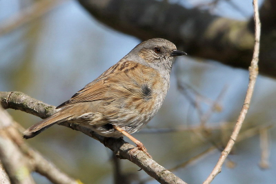 Prachtig vogeltje zat vlakbij op een tak te zingen. Je zag deze heggenmus genieten van de zon