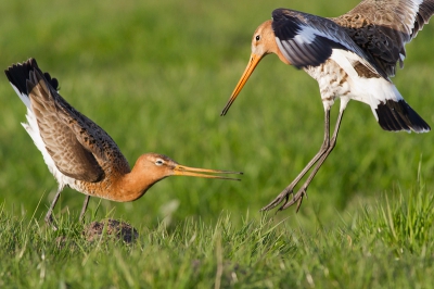 2e foto uit de serie die ik plaats. Verhaal hieronder plaatste ik ook bij de voorgaande:

Ik was 2 Grutto's aan het volgen die aan het foerageren waren dicht langs de weg. Zij gaven mij de gelegenheid om uit te stappen en zo een lager standpunt in te nemen.

Plotseling vloog er een 3e Grutto op n van de Grutto's af en ze vlogen letterlijk een meter langs mij heen. Toen kwam er weer n terug en die stond heel alert in het gras, op korte afstand. Vervolgens ontstond er een gevecht op 3 meter voor me! Veren vlogen in het rond.

Kort hierna leek alles rustig en begonnen de 2 Grutto's aan elkaars snavels te pikken/bijten. Dit ging erg lang door en ik kon dit volgen van hele korte afstand.

Twijfel nog steeds of dit dus balts is of territorium gedrag?

Voor mij een zeer unieke ervaring; de complete serie is op mijn website te vinden: JWH-i.nl