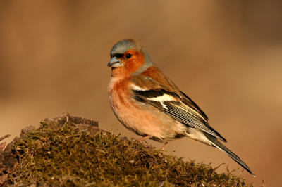 picture copyright by www.naturetravel.eu The chaffinch is photographed from a hide in the backyard of a cottage given out for renting.