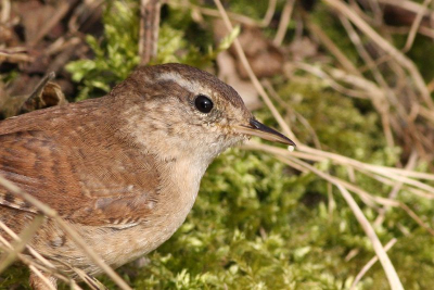 Deze winterkoning was druk bezig zijn territorium onder luid kabaal te vestigen. Ze zijn dan zo druk dat ze soms niet in de gaten hebben dat er iemand zit met een camera in de hand. De mooiste momenten heb ik helaas verprutst door te traag te reageren, maar hier staat hij er nog wel leuk op.