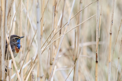 Een wat andere uitsnede dan normaal. Genspireerd door een lezing van Arno ten Hoeve tijdens de laatste Birdpix manifestatie. Ben benieuwd wat anderen hier van vinden