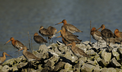 Ik heb voor deze upload gekozen omdat ik op BP al wel veel enkele Grutto's voorbij heb zien komen maar nog niet vaak een groep. Deze groep bestond uit ongeveer 75 vogels.