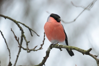 De Goudvink, een prachtige rustige vogel, die met regelmaat mijn tuin bezoekt.
Dit maal in de pruimenboom, meestal de verse knoppen van de krentenblousem etende.