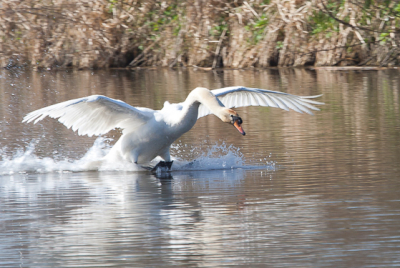 Dit is 1 van de eerste foto's genomen met de combinatie Canon 70-200mm f2.8 non IS icm canon extender 2x type II.
En de 2e keer dat ik de natuur in ben gegaan, normaal doe ik meer sportfotografie, maar dit heeft mijn aandacht ook getrokken.
Ik plaats deze foto, omdat ik hem wel aardig goed gelukt vond.