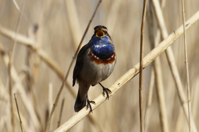 Tussen het riet zong de blauwborst. Tussen alle rietstengels was een heel klein gaatje, net groot genoeg om scherp te kunnen stellen op de zanger.