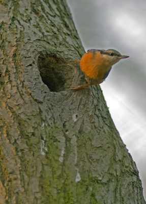 Geobserveerd in de avonduren in het bos. De avondzon scheen met een warm schijnsel tegen de stam aan. Verscholen achter een boom lukte het mij de vogel te fotograferen.