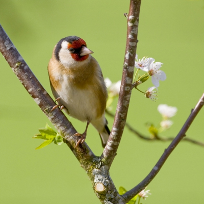 De Putters blijven altijd de vogels die ik graag wil fotograveren ondanks dat je ze vaak ziet, soms zoveel dat je er niet veel aandacht aan schenktie