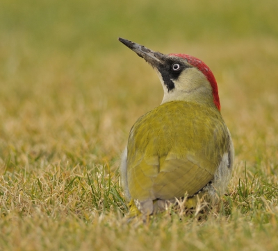 nadat ik eerst de man op de foto kon zetten, is het na lange tijd eindelijk gelukt om de vrouw voor de kamera tekrijgen. ik heb het houthok van me schoonouders voor lange tijd moeten kraken, om van daaruit het grasveld in de gaten te houden. maar het is het waard geweest.