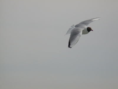 Op de boot van Harlingen naar Terschelling