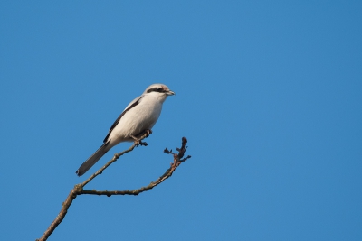 gisteren naar het bargerveen geweest om daar wat rond te wandelen. en na een poosje zat deze klapekster in de boom.