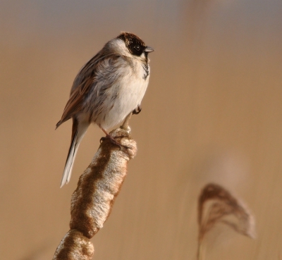 op weg naar de vogelkijkhut jaapdeensgat
deze rietgors gespot opname gemaakt vanaf statief.
zonnige omstandig heden.gr jans.