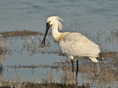 vele lepelaars gezien, maar nog niet de kans gehad om er een op de foto tezetten.deze kwam al vissend dichterbij en gaf mij de kans om me eerste lepelaar foto temaken van dit jaar. ik blijf het geweldig mooie vogels vinden.