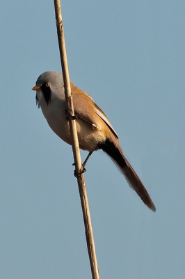 Voor het eerst een poging gedaan Baardmannetjes te fotograferen en meteen raak.