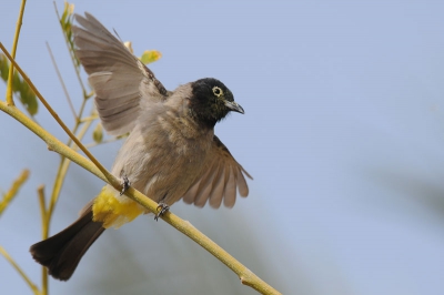 Een soort die je met regelmaat ziet. Zowel bij (palm) plantages als in tuinen. Betreft aldaar een standvogel.
