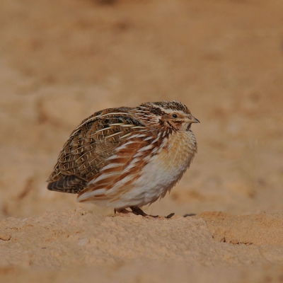 Blij verrast toen dit exemplaar voor de lens verscheen. Betreft mijn eerste waarneming van deze soort.  Gekozen voor een vierkante uitsnede. Er lag een storend voorwerp voor de vogel.