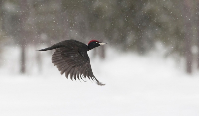 Uberhaupt een zwarte specht uitgebreid mogen fotograferen is een ding, maar heb vervolgens ook nog in vlucht tijdens een sneeuwbui kunnen vastleggen is ronduit geweldig. En dan lees ik wel eens dat je met de sigma 300-800 geen vluchtfoto's kunt maken:-))