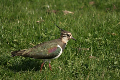 Door de laagstaand zon kwamen de kleuren van de Kievit mooi uit.
De rust die van de vogel uitging trok mijn aandacht