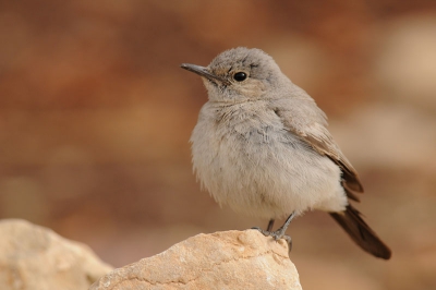 Deze soort enkele malen in de stenige woestijn gezien. Een over het algemeen niet zo'n schuwe vogel. Met enig geduld dicht te benaderen.