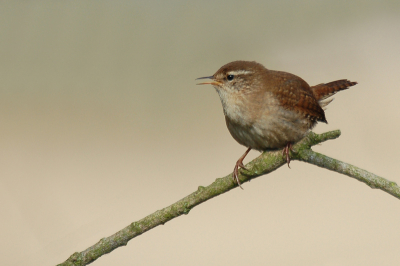 Ik kwam voor de watervogels naar de OVP maar trof buiten een slobeend op 200meter dicht bij de ingang deze winterkoning die zich goed liet horen. Echt een watervogel, ha, ha.