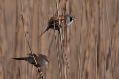 Kreeg een stelletje baardamannetjes voor de lens, ze bleven vrij lang zitten maar waren wel erg bewegelijk.
Erg leuke en mooie vogels om te fotograferen.