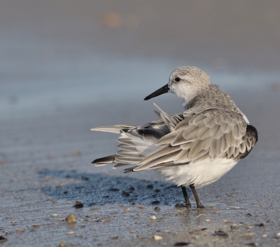 Er waren die dag lekker veel vogels aanwezig, dus heb die dag lekker veel foto,s kunnen maken.