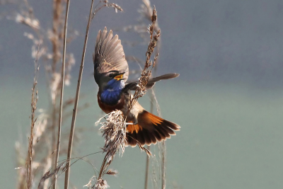 Mijn eerste Blauwborst op de foto, geweldig!
Ik hoop dat jullie er van genieten.