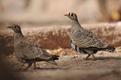 Onder vogelaars een gewilde soort. Wordt nog wel eens opgewacht als de vogels in de avondschemering bij een drinkplaats verschijnen. Dit paartje liep 's middags op het terrein van de Field school.