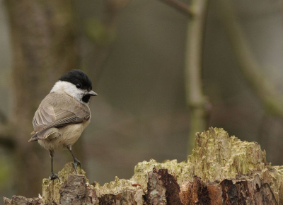 Deze matkop was druk bezig met het verzamelen van nestmateriaal en vloog druk van boom naar boom en joeg alle koolmezen en pimpelmezen weg, dan worden ze zo lekker onoplettend dat ze zomaar ineens dichtbij gaan zitten.
Ik vind het erg leuk om vogels te fotograferen die druk zijn met andere dingen en je (nog) niet in de gaten hebben. Deze kijkt me toch net even aan om te zien wat daar in de bosjes zit.