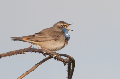 Dit is een testopname om te kijken hoe deze in birdpix terecht komt