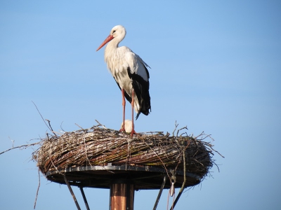 Tijdens een rit over de dijk reed ik langs dit nest. Moie omstandigeheden voor deze statige vogels..