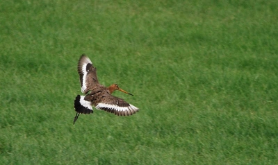 Een avondje weide fogels fotograferen leverde mij deze foto 
genomen vanaf de dijk