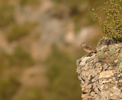 Hier een jonge rode rotslijster die ik tegenkwam toen ik op weg was naar de gierenkolonie van de Salto de Roldan. Een typisch plaatje van dit dier in zijn habitat.