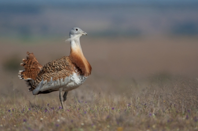 Maart is de balts-periode voor de Grote Trap. Deze foto is genomen van uit een kleine schuilhut die enkel in het donker toegankelijk was en pas kon verlaten worden 15 uur later. Kansen om deze schuwe vogel voor de lens te krijgen zijn schaars.