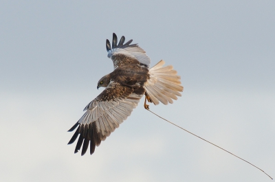 Verslavend vind ik het, het fotograferen van de Bruine Kiekendief. Soms zie je hem een hele tijd niet en dan opeens komt hij weer aan zetten met een rietstengel.