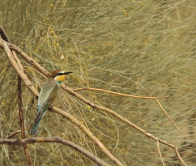 Deze bijeneter zat in een tak met een grote (tamarisk?)struik op de achtergrond. Normaal gesproken maakt een drukke achtergrond het beeld niet sterker maar ik vond de kleuren hier goed matchen met het verenkleed van de bijeneter.