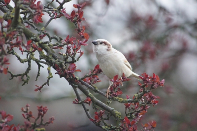 vandaag op visite geweest bij de witte mus,nu een leukere foto uitgekozen,het blijft een leuke vogel om te volgen!