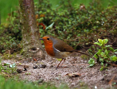 vanmiddag in mn achtertuin wat geprobeerd om scherpte te krijgen in mn eigen birdpix,valt niet mee! ik denk dat deze wel gelukt is,hij scharrelt vaak in de moestuin. Leuke vogel om het vogel fotografie in eigen tuin te leren...