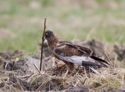 Een Bruine Kiekendief die nestmateriaal aan het zoeken is had ik nog niet eerder vast kunnen leggen, een heel mooie ervaring! Meestal zie je ze nabij het nest met takken vliegen. 
Dit mannetje was net geland op een akker, een flink eind van de plek waar hij zijn nest aan het bouwen is. Hij scharrelde een tijdje tussen de oude plantenstengels en pakte vervolgens een mooi exemplaar waarmee hij even later wegvloog.