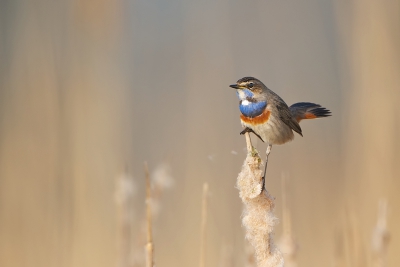 Onverwacht klaarde het vanochtend toch redelijk op, dus nog even op pad geweest. De Blauwborsten lieten zich weer goed horen, en gelukkig af en toe ook even zien.