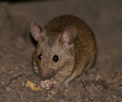 Vanavond in de schemer kwam deze huismuis in de kippenren zoeken naar eten.
Gezien de kippen verwend zijn en het nodige eten laten liggen, kan de muis zijn buikje hier rond eten.
Nu maar hopen dat ze het niet te goed naar de zin krijgen en dat we hier straks een muizenplaag krijgen.
De foto is genomen met de Konica Minolta Dynax 7D+75-300mm. In verband met de schemer, moest er geflitst worden.