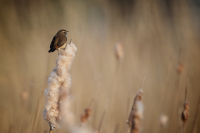 Terugkomend van de Blauwborsten heb ik eigenlijk altijd de neiging eerst te kijken naar de foto's van de BB-en die dichtbij zijn en relatief groot in beeld zijn. Bij een tweede blik vind ik kleine vogels in het landschap eigenlijk ook altijd wel wat hebben, vandaar dat ik deze nog upload: een klein vogeltje in zijn leefomgeving, toch is de soort duidelijk herkenbaar...