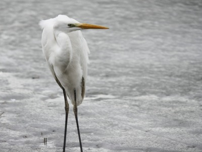 Het is alweer een tijdje geleden dat ik deze foto nam. Er lag nog een hoop ijs. Om alvast weer te wennen aan het weer dat opgegeven is de aankomende tijd, hier een winterse foto van een naar mijn idee goed gelukte Grote Zilverreiger.