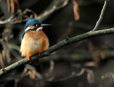 ijsvogel gefotografeerd vanuit schuiltent bij beekloop. Vond het dons mooi uitkomen bij deze beauty.