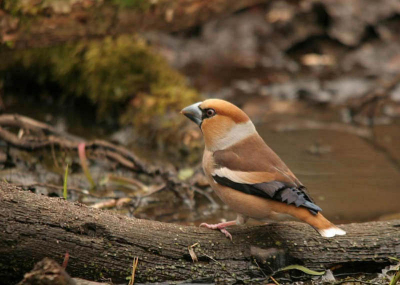 De appelvink stond al heel lang op mijn verlanglijstje.
Vandaag was het dan eindelijk zover. Verscholen in een hutje hoorde ik hem aankomen. Hij was echter erg argwanend en was snel weer weg. Pas de zesde of de zevende keer bleef hij lang genoeg om hem vast te kunnen leggen