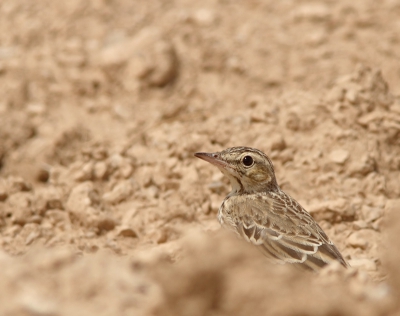 Wie helpt mij met dit vogeltje? Ik dacht zelf aan een duinpieper.